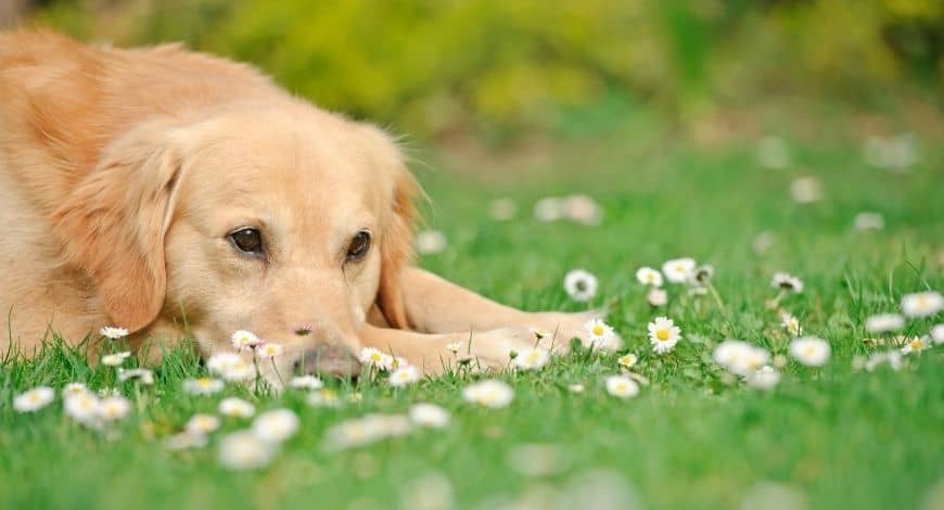 5 peligros de la primavera para tu perro